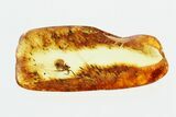 Detailed Fossil Spider (Araneae) In Baltic Amber #270655-1